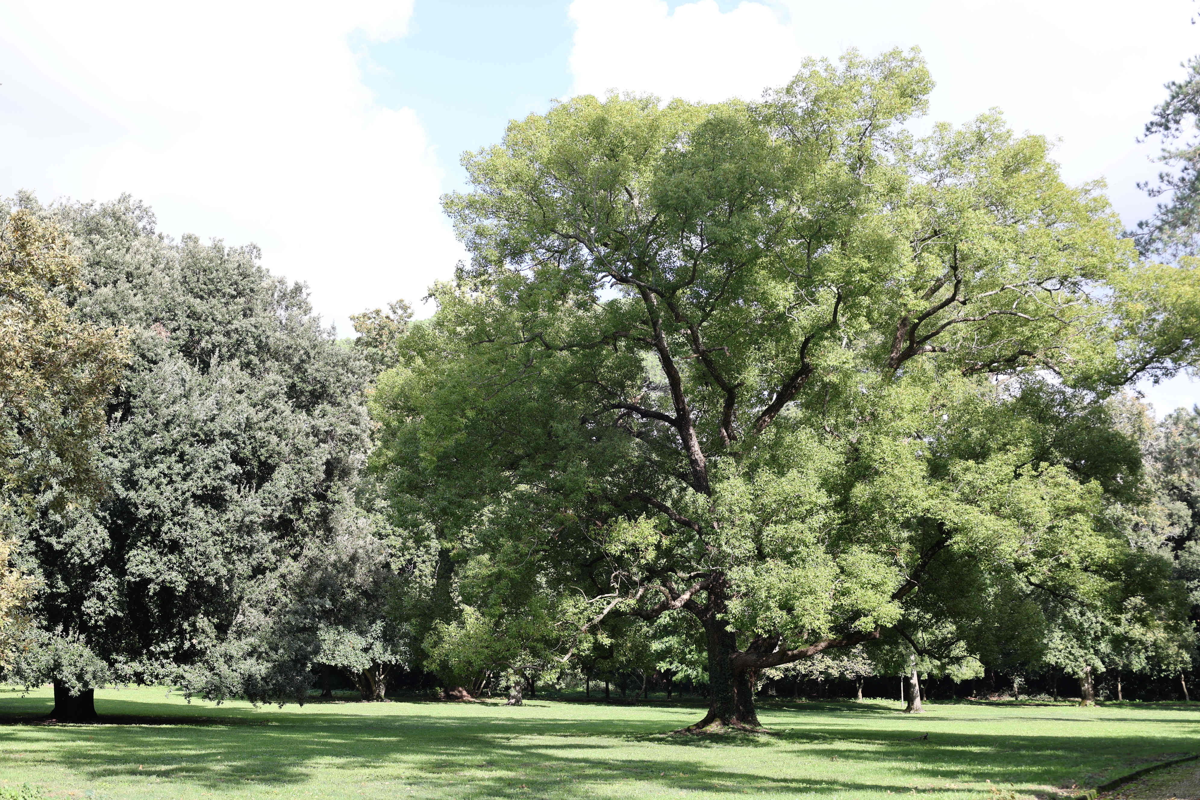 English Garden